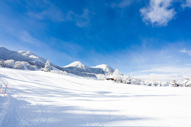 2025-2026シーズン情報